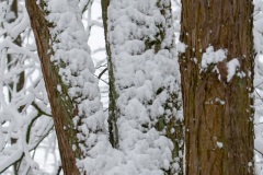 Emmerthal-20090104-125817-IMG_2009-01-04-12-58-17_30539