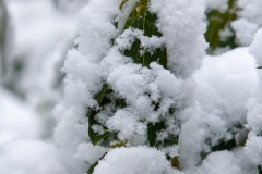 Emmerthal-20090104-131431-IMG_2009-01-04-13-14-31_30562