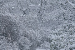 Emmerthal-20090104-133420-IMG_2009-01-04-13-34-20_30593