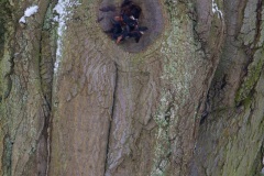 Emmerthal-20090104-134005-IMG_2009-01-04-13-40-05_30604