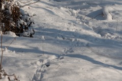 Emmerthal-20090111-123326-IMG_2009-01-11-12-33-26_30640