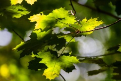 Emmerthal-20110925-132446-IMG_2011-09-25-13-24-46_49660