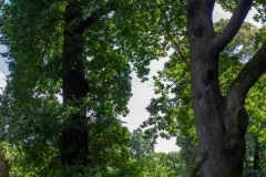 Emmerthal-20120804-152017-IMG_2012-08-04-15-20-17_55282