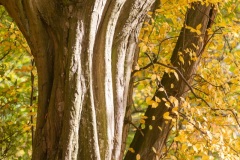 Emmerthal-20121020-112534-IMG_2012-10-20-11-25-34_57778