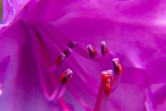 Rhododendrenblüte