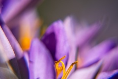 Emmerthal-20260302-122818-DSCF4545