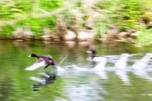 Anlauf