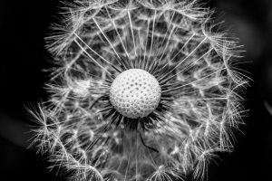 Lebenszyclus einer Pusteblume