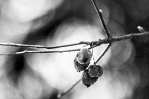 Hameln-20260202-160355-DSCF4271-Bearbeitet