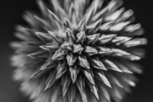 Hameln-20130722-151838-IMG_2013-07-22-15-18-38_59891