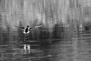 Flug über die Weser