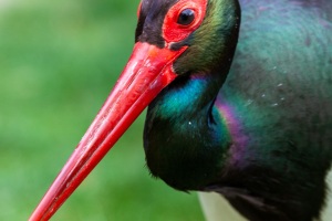 Springe-20090531-111529-IMG_2009-05-31-11-15-29_31974