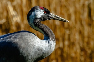 Springe-20160326-151207-ING_2016-03-26-15-12-07_72017