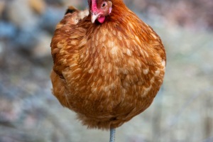 Springe-20190120-164204-IMG_2019-01-20-16-42-04_84662