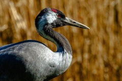 Springe-20160326-151207-ING_2016-03-26-15-12-07_72017