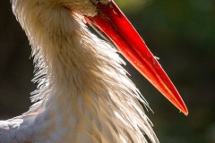 Springe-20161016-160701-ING_2016-10-16-16-07-01_78928