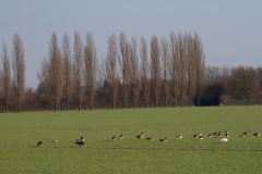 Hameln-20130210-115514-IMG_2013-02-10-11-55-14_58872