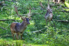Tierpark Neuhaus