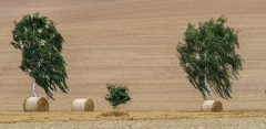 Getreideernte
