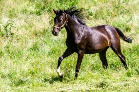 20170618-154600-IMG_2017-06-18-15-46-00_85196