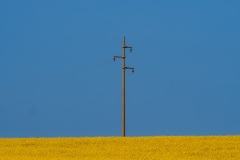 Rapsblüte
