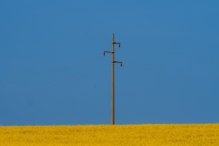 Rapsblüte
