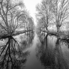 Emmer