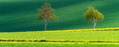 Bäume