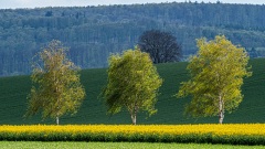 Bäume