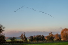 Vogelzug