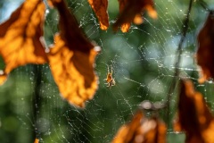 Herbst