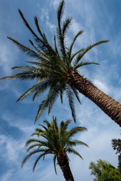 Palmen