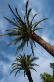 Palmen