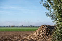 Zuckerrüben