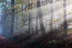 Nebel