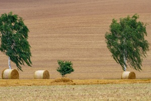 Getreideernte