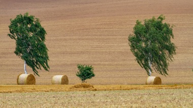 Getreideernte