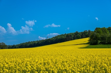 Rapsblüte
