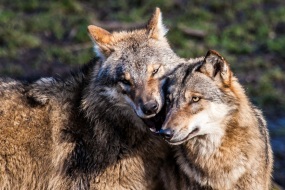 Grauwölfe