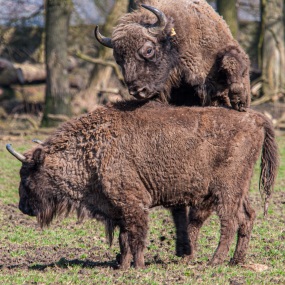 Wisent