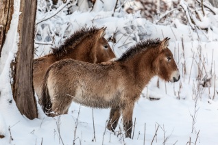 Takhies / Przwalskiepferde im Winter