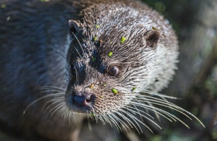 Portrait Fischotter