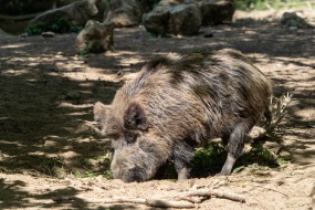 Wildschwein