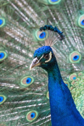 Blauer Pfau