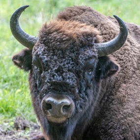 Wisent