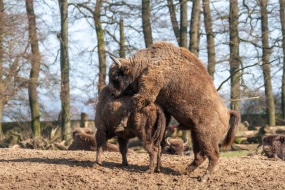 Springe-20080308-135908-IMG_2008-03-08-13-59-08_25086 Springe-20080308-135908-IMG_2008-03-08-13-59-08_25086