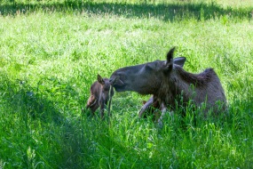 Springe-20090523-162201-IMG_2009-05-23-16-22-01_31727 Springe-20090523-162201-IMG_2009-05-23-16-22-01_31727