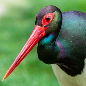 Springe-20090531-111529-IMG_2009-05-31-11-15-29_31974 Springe-20090531-111529-IMG_2009-05-31-11-15-29_31974