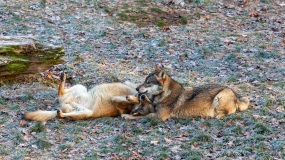 Springe-20091217-141017-IMG_2009-12-17-14-10-17_34073 Springe-20091217-141017-IMG_2009-12-17-14-10-17_34073