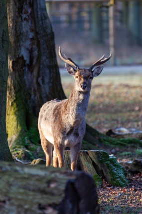 Springe-20091217-143436-IMG_2009-12-17-14-34-36_34101 Springe-20091217-143436-IMG_2009-12-17-14-34-36_34101